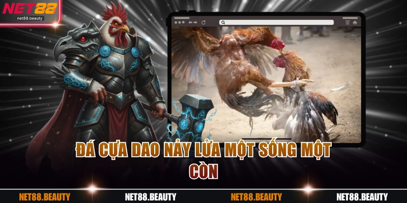 Đá cựa dao nảy lửa một sống một còn